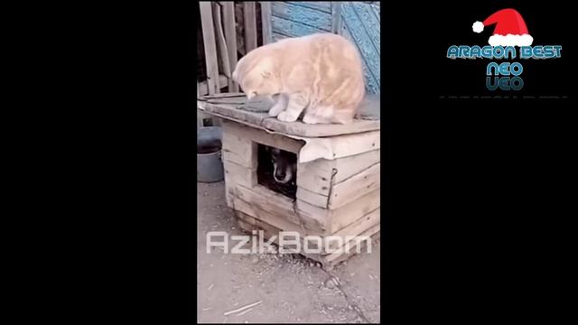 NAJIMBOY ENG ZUR QISMLAR 12_SONI | DUBLYAJDA AZIKBOOM смотреть онлайн