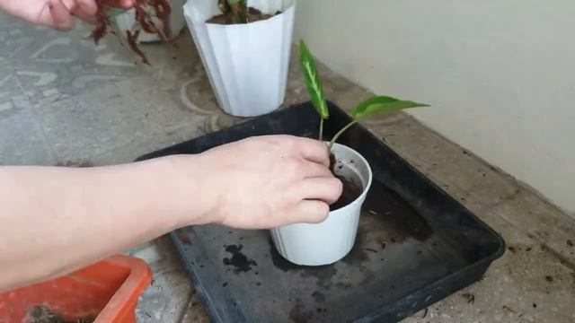 PLANT UNBOXING: GIANT PHILODENDRON MEXICANUM, XANTHOSOMA LINDENII 'MAGNIFICUM' | MrGibbs Vlogs