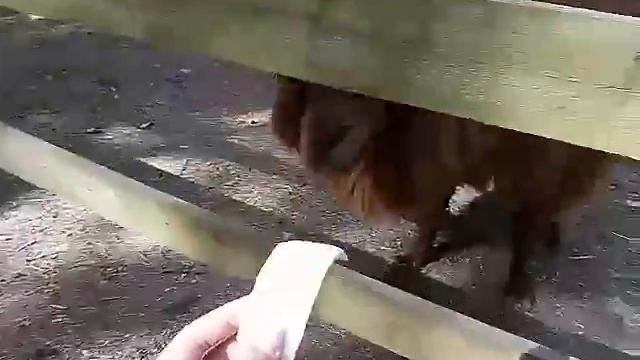 Открытый зоопарк Финляндия Иматра смотреть онлайн