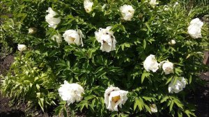 Древовидный пион . Буйное цветение.