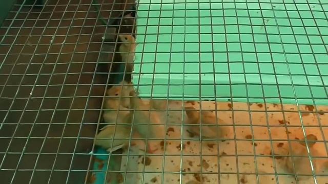 Выращивание индюков смотреть онлайн