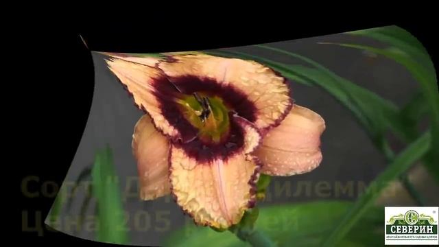 Лилейники гибридные 29.01.2019г смотреть онлайн