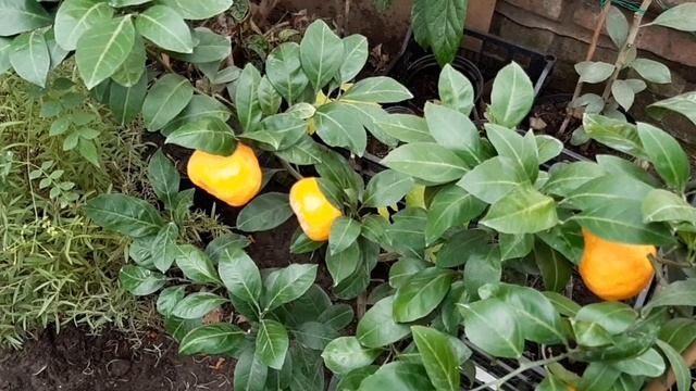 Цитрусовые в теплице. Климентин. Сезон первого урожая. смотреть онлайн