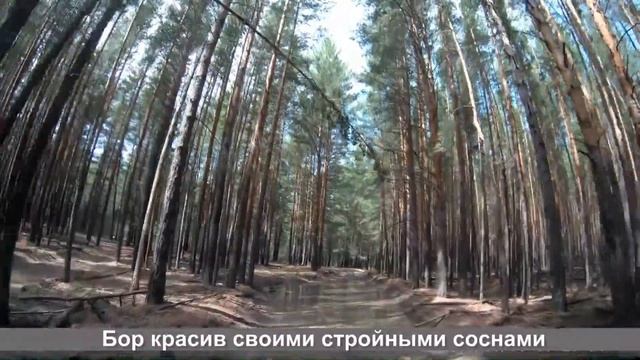 За белым грибом в Караканский бор Новосибирская область, Искитимский район, июль 2020 смотреть онлайн