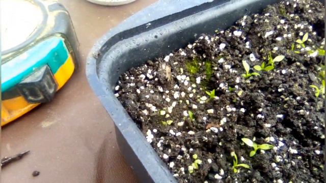 Обзор шо росте в теплыци на 12февраля#дача#красивые цветы#рассада#Росада овощей и цветов#flowers###