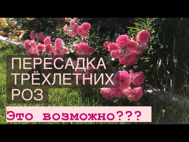 Что будет с розами Взрослые кусты после пересадки ⁉️.mp4 смотреть онлайн
