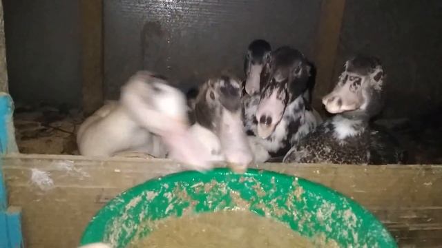 СОДЕРЖАНИЕ ИНДОУТОК БЕЗ ЗАПАХА, КРОЛИКИ, ПОКРЫТИЕ КОЗЫ смотреть онлайн