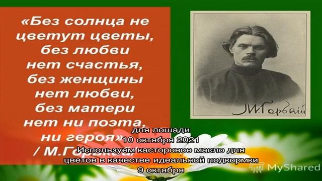Как узнать почему не цветут ирисы и как решить проблему смотреть онлайн