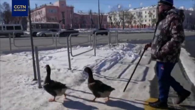 Житель Челябинска выгуливает гусей смотреть онлайн