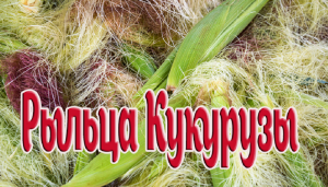 Кукурузные рыльца. Лечебные свойства. Народная медицина. Лекарственные растения.