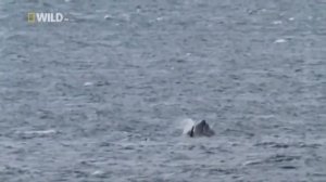 Суперхищник Касатка ! Идеальная Машина Для Убийства! Опасные Животные с National Geographic