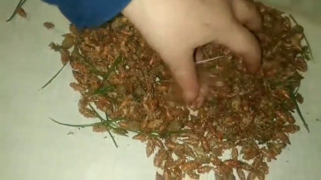 Сосновые почки! смотреть онлайн