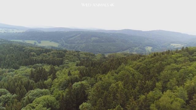 Planet Of Animals - Wildlife Animals Relaxation Film 4K | Beautiful Relaxing Music смотреть онлайн