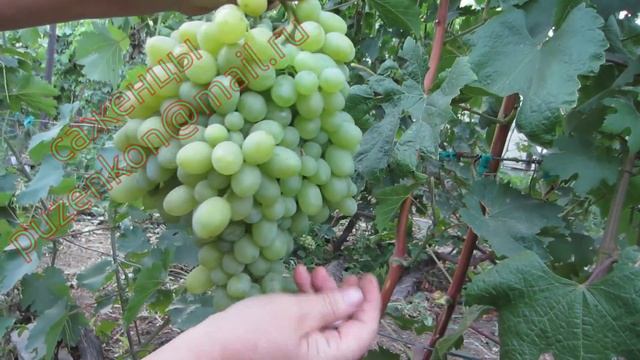 Новый Подарок Запорожью - беспроблемный урожайный сорт винограда (Пузенко Наталья Лариасовна) смотреть онлайн