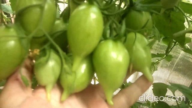 Сорт, который в любое лето даёт отличную завязку и урожай смотреть онлайн