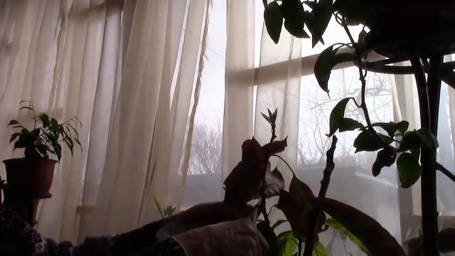 Домашний авокадо.  Деревце авокадо страдает и просит помощи!