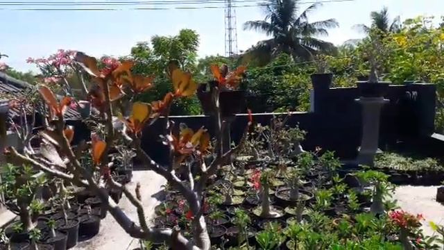 SEED ADENIUM jenis INI TIDAK DI JUAL DIMANAPUN !! | Desert Rose смотреть онлайн