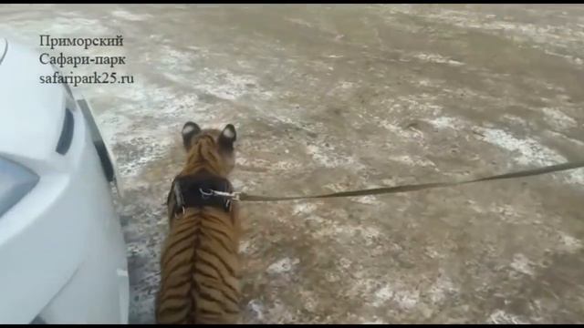 Шерхан на прогулке 4 января 2017 г. смотреть онлайн