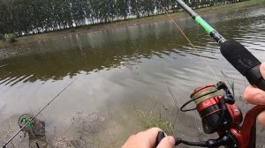 Бешенный клёв Карася на  Flagman Cast Master Picker 2,7м., до 40 грамм