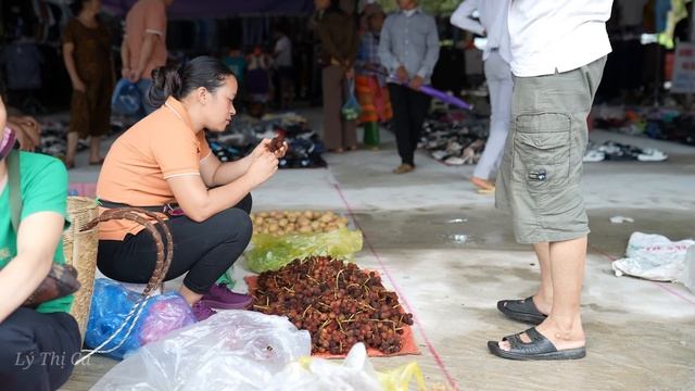 Harvest Amomum Xanthioides Wall Goes to the market sell - Lý Thị Ca смотреть онлайн