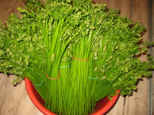 Папоротник. Как собирают. Как сушат. Как готовить папоротник. Папоротник в лесу. Орляк. Сушеный