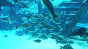 ?Как уснуть за 5 минут . Мантра для медитации