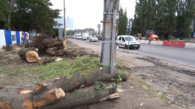 Вырубленные деревья на улице 9 Апреля в Калининграде смотреть онлайн
