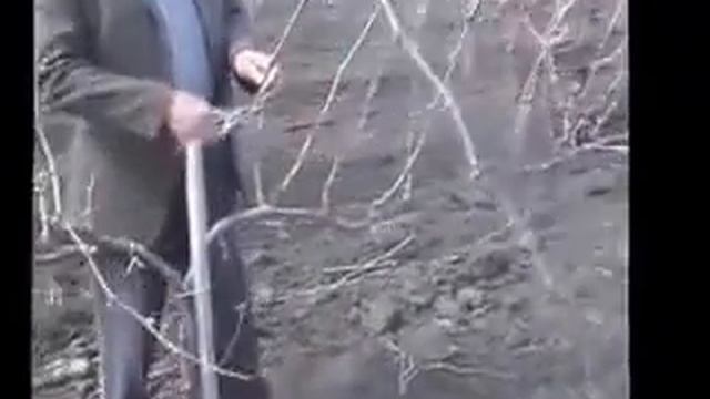 Формирование виноградного куста 3 смотреть онлайн