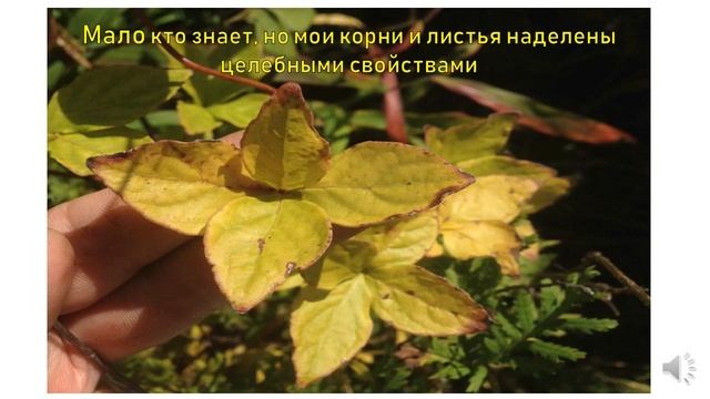 Кодонопсис. #ДобрыйДокторЭкопроект, Приморский край смотреть онлайн