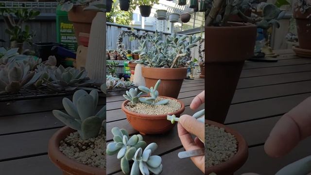 How to Propagate Cotyledon Orbiculata Round Leaf Form | #shortvideo #shorts #succulentpropagation смотреть онлайн