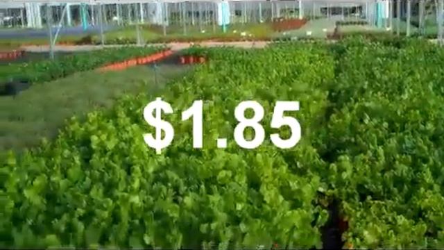 Fall Specials at Magnolia Gardens Nursery смотреть онлайн