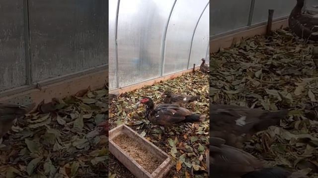 Зимний дом для домашней птицы в поликарбонатной теплице смотреть онлайн