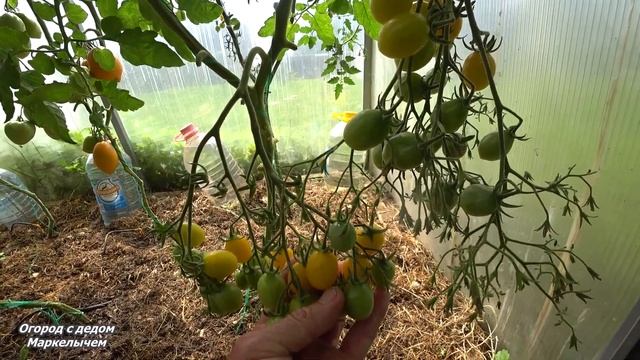 ТОМАТ ИЛЬДИ. Необычный черри. смотреть онлайн