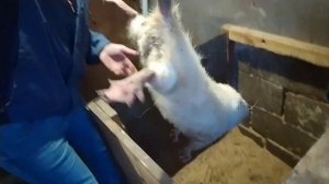 Нутрии. Как определить беременность самки