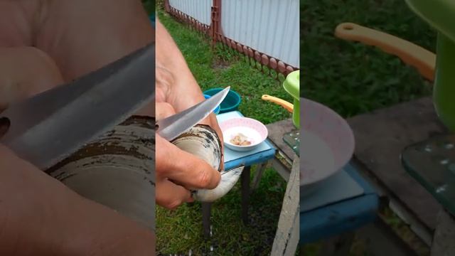 Как почистить песчанку(ракушку) смотреть онлайн