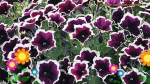 Петуния гибридная крупноцветковая Каскадиас Рим Мажента. Краткий обзор petunia Cascadias Rim Magent