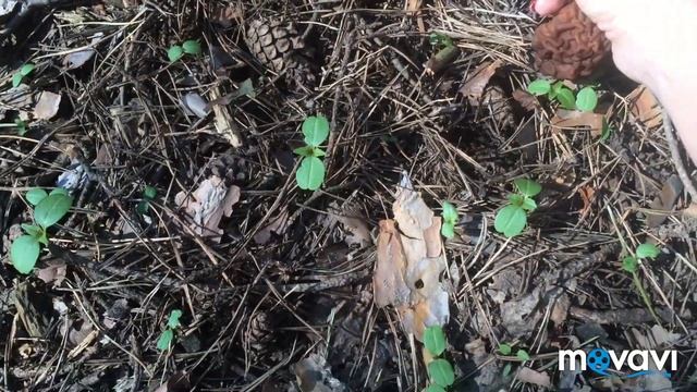 Весенние грибы. Сморчок конический. Сморчковая шапочка. Строчки обыкновенный и гигантский. Блюдцеви смотреть онлайн