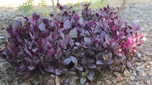 LITTLE RUBY™ Alternanthera is a compact groundcover plant | Emporium Range of Plants смотреть онлайн