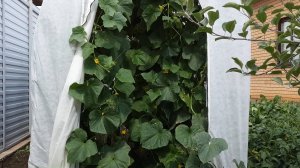 Нужна ли теплица "Сибирский агроном"? В чём её преимущество?