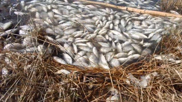 Выход на берег озера. Жуть.... смотреть онлайн