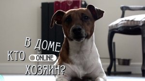 ДЖЕК-РАССЕЛ ВАГНЕР «ДРЕССИРУЕТ» СВОИХ ХОЗЯЕВ!