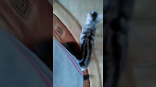 3 видео моя новая кошка смотреть онлайн