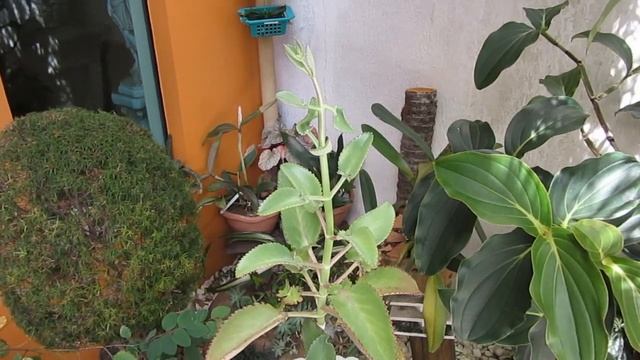 #Suculentadodia! | Kalanchoe Laetivirens смотреть онлайн