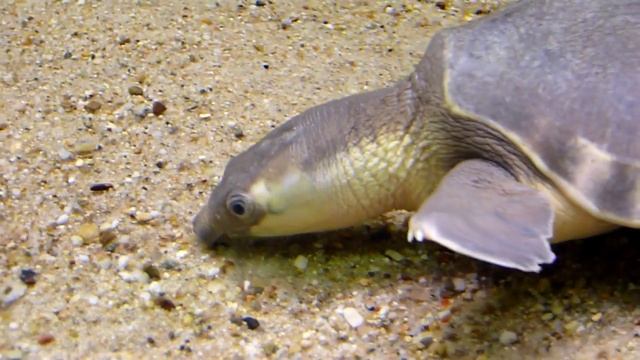 Свиноносая черепаха смотреть онлайн