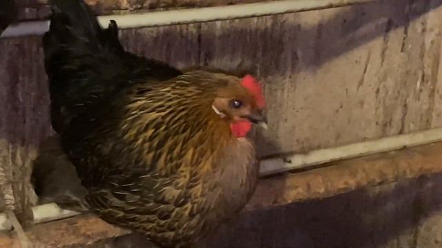 Где И Как должны ночевать куры смотреть онлайн