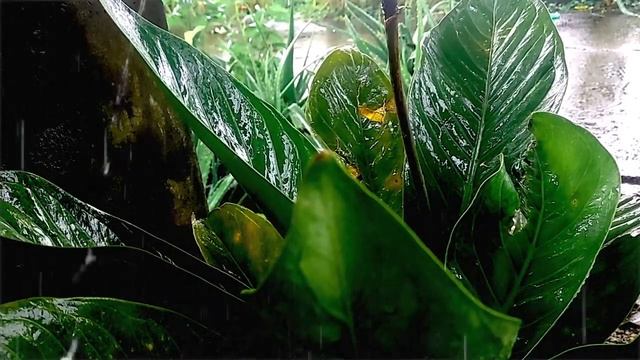 Quickly Beat Overthinking To Sleep Immediately With Heavy Rain Sounds For Sleeping, ASMR #14