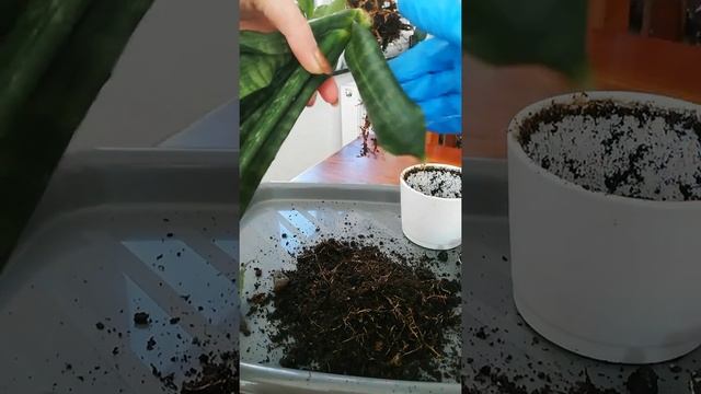 Сансевиерия потеряла тургор. Проблемы с корнями. смотреть онлайн