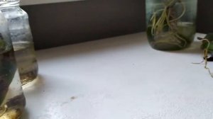 Размножение монстеры. Какой черенок лучше?