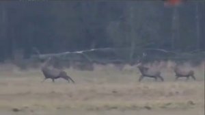 Охота на копытных в Белоруссии