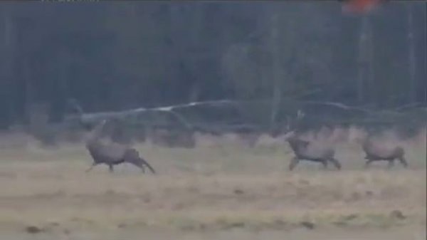 Охота на копытных в Белоруссии